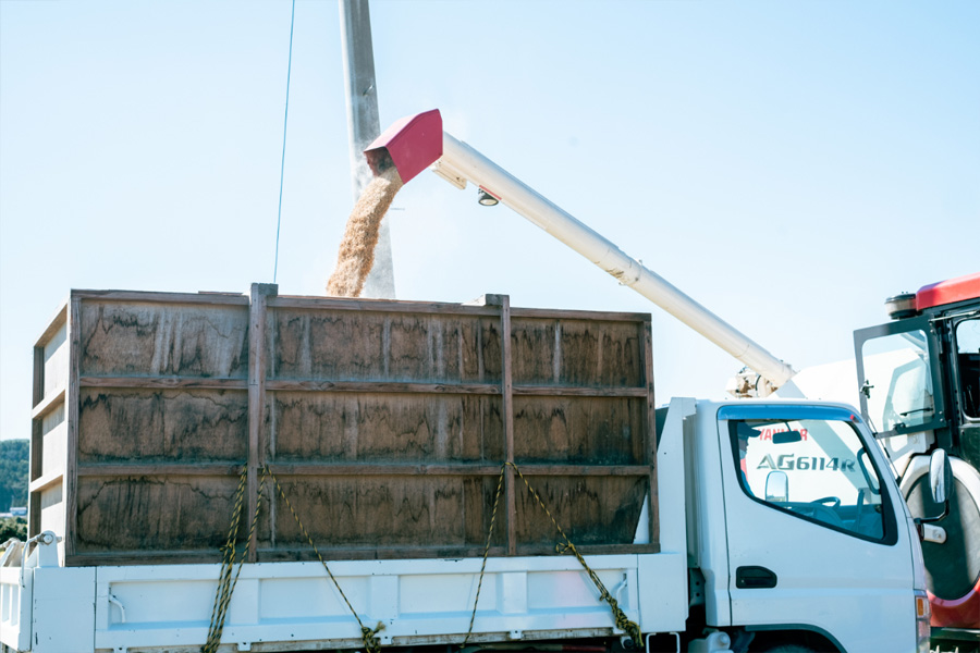 刈り取った稲を脱穀して運搬用のトラックに乗せている様子