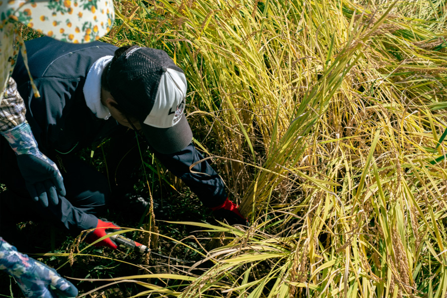 手刈り作業の様子