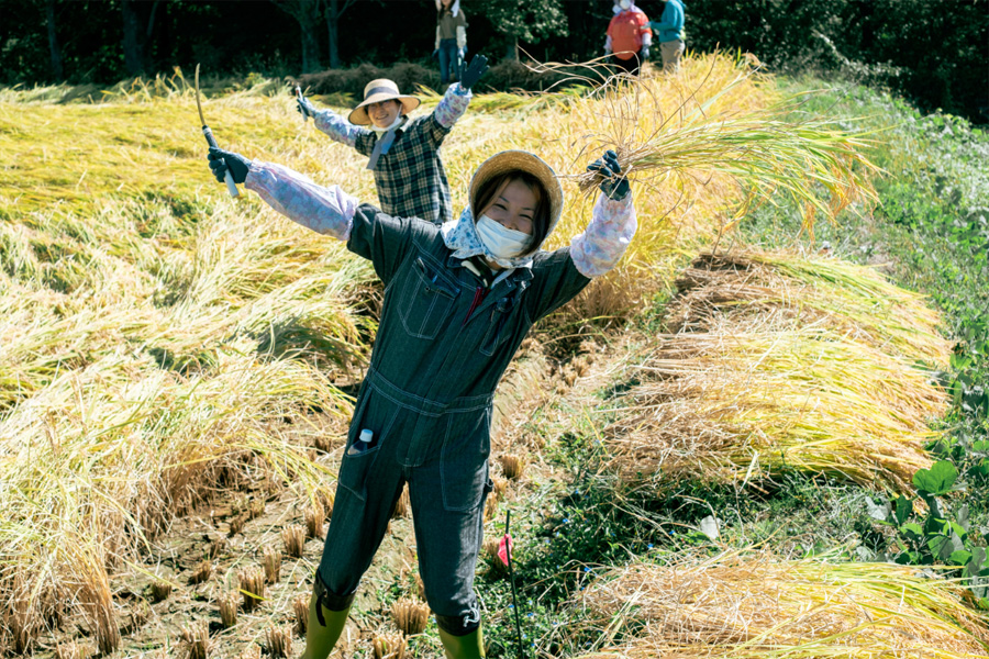 手刈り作業の様子
